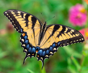 Female Eastern Tiger Swallowtail (Papilio Glaucus)
