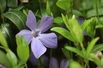 Periwinkle (Vinca Minor) in the Spring