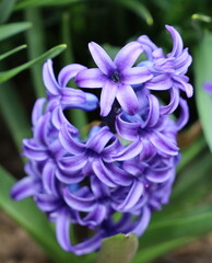 Common Hyacinth (Hyacinthus Orientalis) in Spring