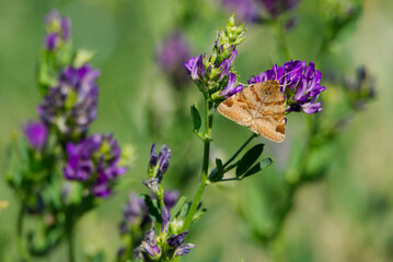 Burnet companion moth (Euclidia glyphica) butterfly perched on a purple flower in Zurich, Switzerland