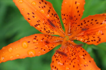 Tiger lily (Lilium Lancifolium) with Dew Drops