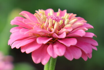 Pink Zinnia Flower with Tongues of Flame