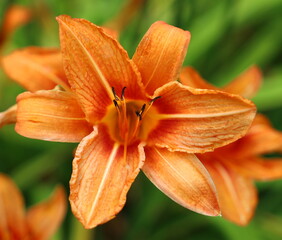 Orange Lily (Lilium Bulbiferum) Blossom