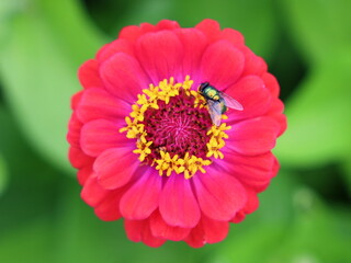 Common Green Bottle Fly (Lucilia Sericata) on 
Zinnia Flower
