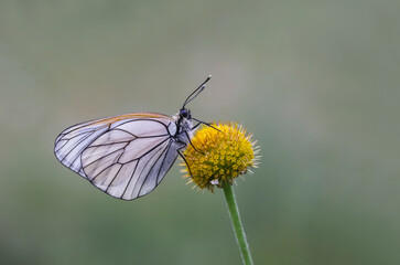 Hawthorn Butterfly (Aporia crataegi) on flower