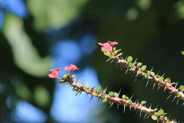 Euphorbia is a very large and diverse genus of flowering plants, commonly called spurge.