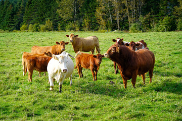 Fototapeta na wymiar Herd of cows in farm pasture