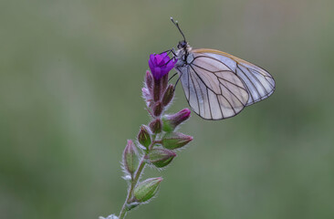 Obraz premium Hawthorn Butterfly (Aporia crataegi) on plant