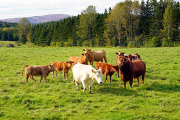 Fototapeta na wymiar Herd of cows in farm pasture