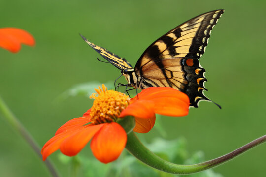 Eastern Tiger Swallowtail (Papilio Glaucus) on Mexican Sunflower (Tithonia Rotundifolia)