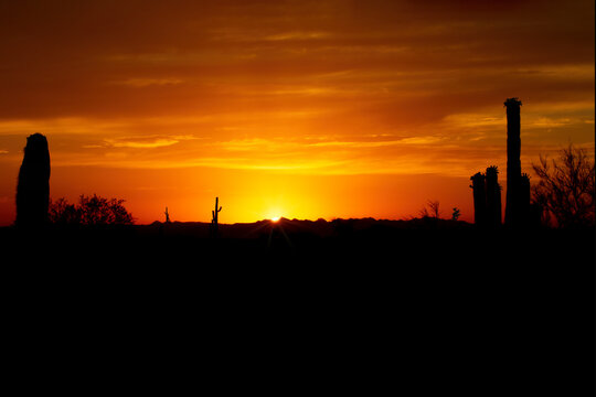 Arizona desert sunrise or sunset silhouette of cactus showing Saguaro cacti outlines