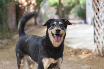 Smiling black and tan mixed breed rescue dog wags her curly tail waiting for the ball for backyard...