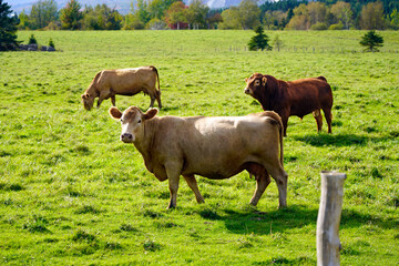 Herd of cows in farm pasture