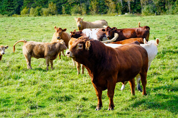 Brown Limousin cattle male with herd of cows