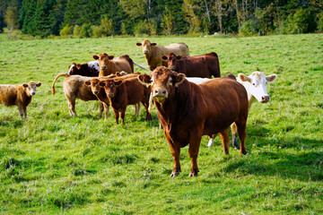 Obraz premium Brown Limousin cattle male with herd of cows