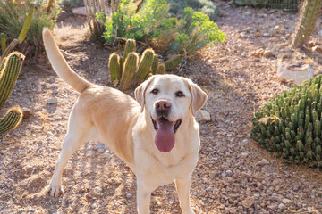 Smiling pedigreed champion golden retriever dog wags his tail in cactus botanical garden for early...