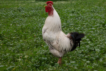 rooster in the grass