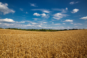 Wheat field under blue sky. Rich harvest theme. Rural landscape with ripe golden wheat. The global problem of grain in the world.