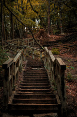 Old wooden staircase in the autumn forest