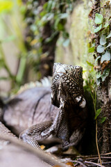 Fototapeta na wymiar the iguana in the forest, wild nature