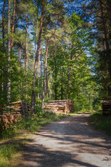 pile de tronc d'arbres dans la forêt
