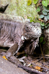 the iguana in the forest, wild nature, zoology, animal background