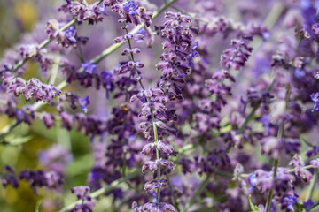 Salvia yangii, previously known as Perovskia atriplicifolia and commonly called Russian sage, is a flowering herbaceous perennial plant and subshrub.