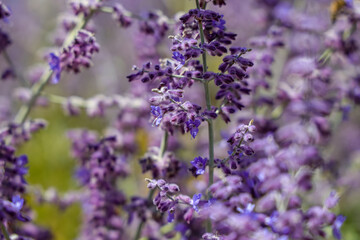 Salvia yangii, previously known as Perovskia atriplicifolia and commonly called Russian sage, is a flowering herbaceous perennial plant and subshrub.