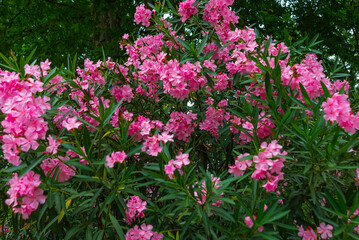 Fototapeta na wymiar TBILISI, GEORGIA: Beautiful pink flowers in Leonidze Park