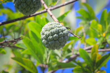 Annona squamosa or sugar apple fruit on a tree branch growing at the home garden