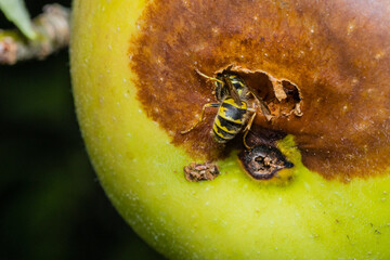A wasp eats an apple, a wasp eats a rotten apple