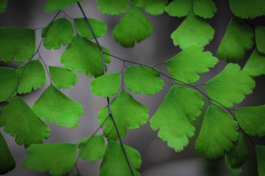Adiantum capillus-veneris is a popular fern with green leaves and black stems for decorating a room or garden.