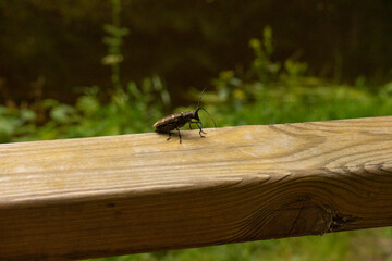 Great capricorn beetle known also as Cerambyx cerdo on wood