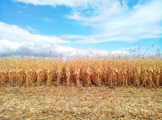 Corn plantation in the fall. Rows of yellow corn on a background of a strip of cut stems and a blue sky with clouds. Selective focus, artificial noise. Harvesting on the field of crops. Agriculture.
