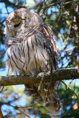 owl on a tree