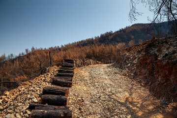 Marmaris, Turkey – Trees burned in devastating forest fires in the resort town of Marmaris in...