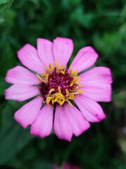 Obraz premium close up of pink flower