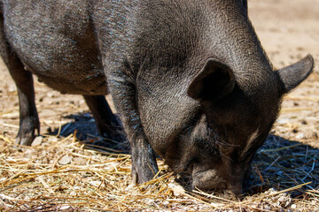 A Black Pot Belly Pig on a Farm