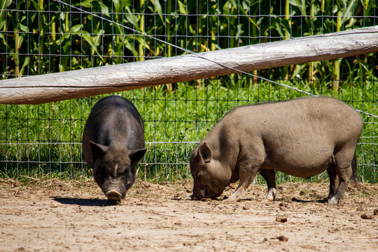Two Pigs in the Dirt on a Farm