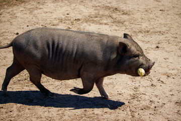 A Black Pig with Corn on the Cob