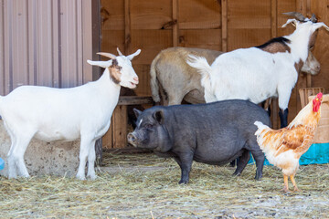 Farm Animals Outside a Barn © Kellie