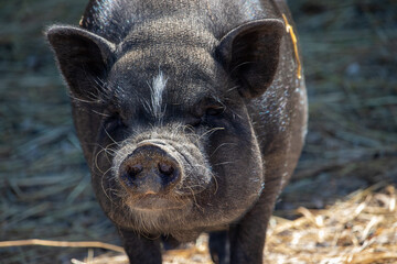 A Black Pot Belly Pig on a Farm