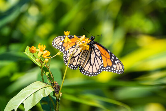 Photo of a monarch butterfly on a plant with yellow blossoms.  The butterflies are now considered an endangered species.