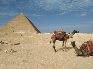 camel and pyramids