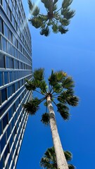 Fototapeta na wymiar una palmera y un edificio en miami, mixtura de naturaleza con ciudad en tamaño historia para redes sociales