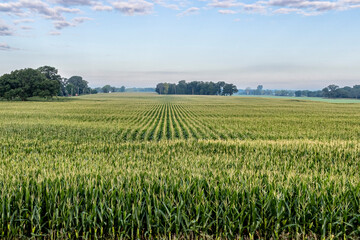 Wide view of a half mile long corn field on a hazy morning with blue sky.