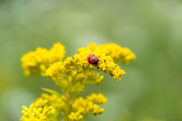 A red ladybug is perched at the edge of a bright yellow wildflower.  The details of the lady bug are in clear focus.  The yellow flower is in a green meadow.
