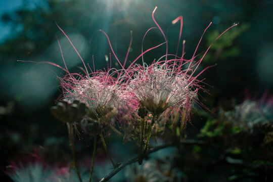 Belleza m&aacute;s all&aacute; de los p&eacute;talos 