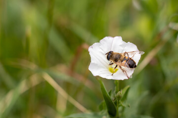 Close-up of the common drone fly Eristalis tenax on a white flower against a background of green grass. Place for an inscription. Copy space.