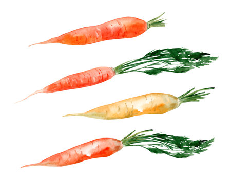 Fresh orange carrots and yellowstone carrots with sliced â€‹â€‹pieces. Set of watercolor hand drawn illustrations isolated on white background.